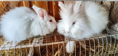 8 month angora white breeders