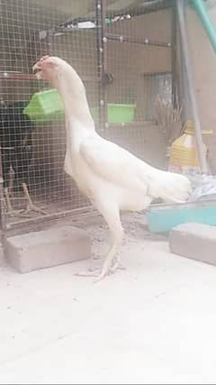 White Shamo breeder female looking for new shelter.