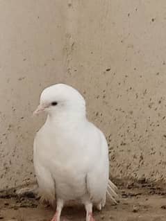 4 piegon