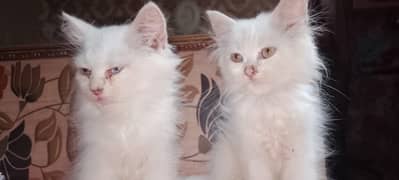Parsian