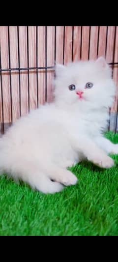 Cat Persian | cat baby | kittens | Blue eyes | ωatsap03286487884