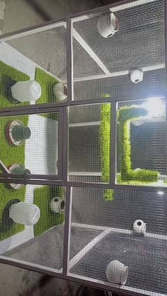 parrots beautiful cage