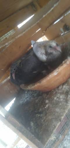 Breeder Pair with chicks