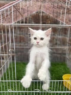 Persian kitten hazel blues eyes urgent sale