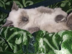 Siamese female