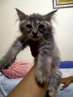 Persian