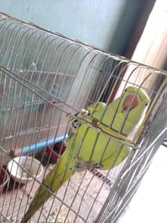 Parrot