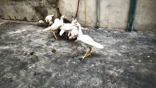 heera chiks