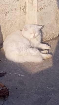 Female cat