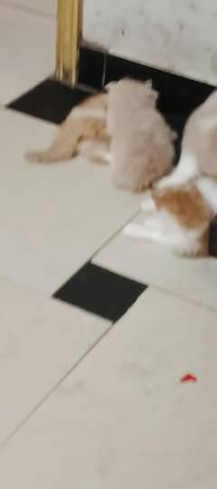 Persian kitten's