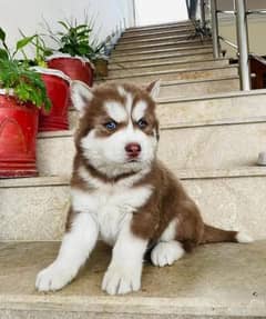 Siberian husky puppies
