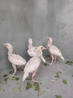 paper white heera chicks