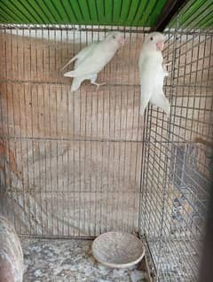 albino red eyes 03182857080