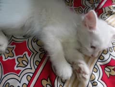 2 Male Persian Kittens