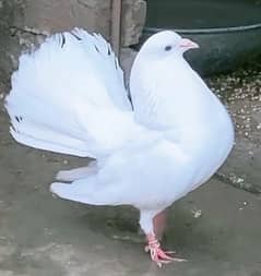 laka peigon