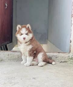 Siberian husky puppies