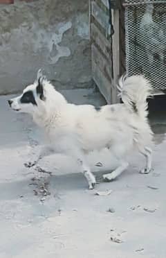rassian female