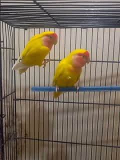 ready to bred pair