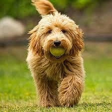 Goldendoodle