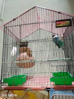Lovebirds