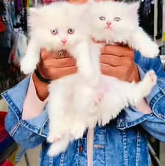 blue eyes white Persian kitten|Triple long coat |WhatsApp. 03250387943