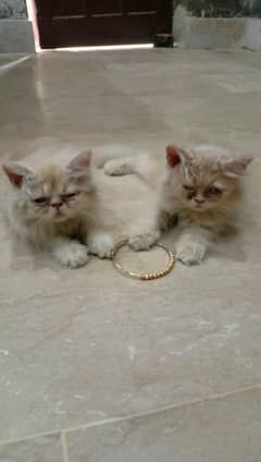 Persian kittens 15k Each
