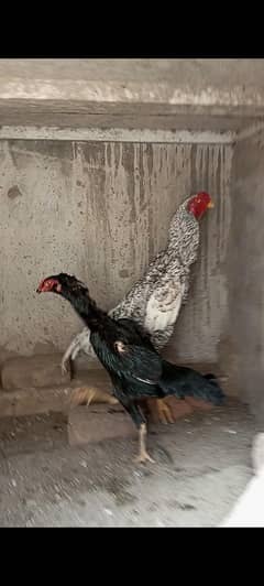 O Shamo Aseel Breeder Pair and Self 5 Months Chicks Available for Sale