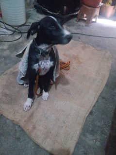 Bulli & Gultair Cross. 03284367551