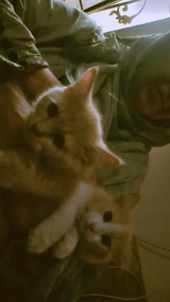 Persian Cats