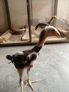 mujburi ka liye sale kr rha ho asel shamo black ma
