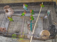 5 pairs of love birds and 1 Australian parrot with cage and all things