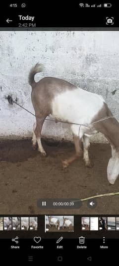 Tapra & Gulabi Bakra