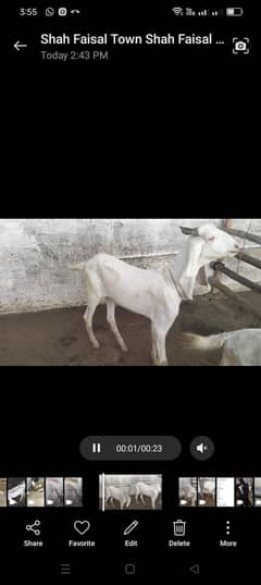 Tapra