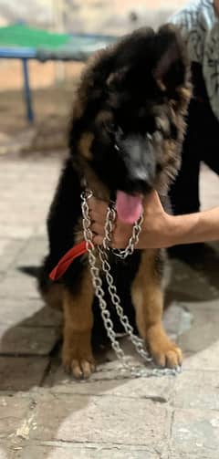 German shepherd puppy long coat with black punch face