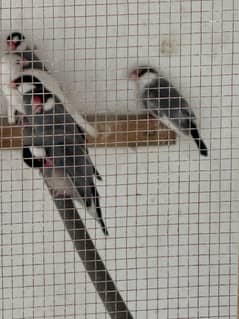 Java pair for sale