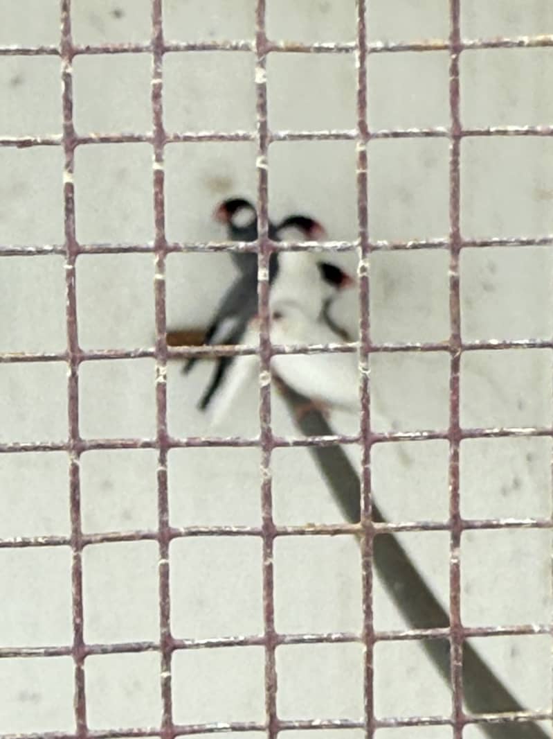 Java pair for sale 1