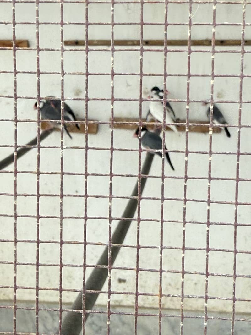 Java pair for sale 2