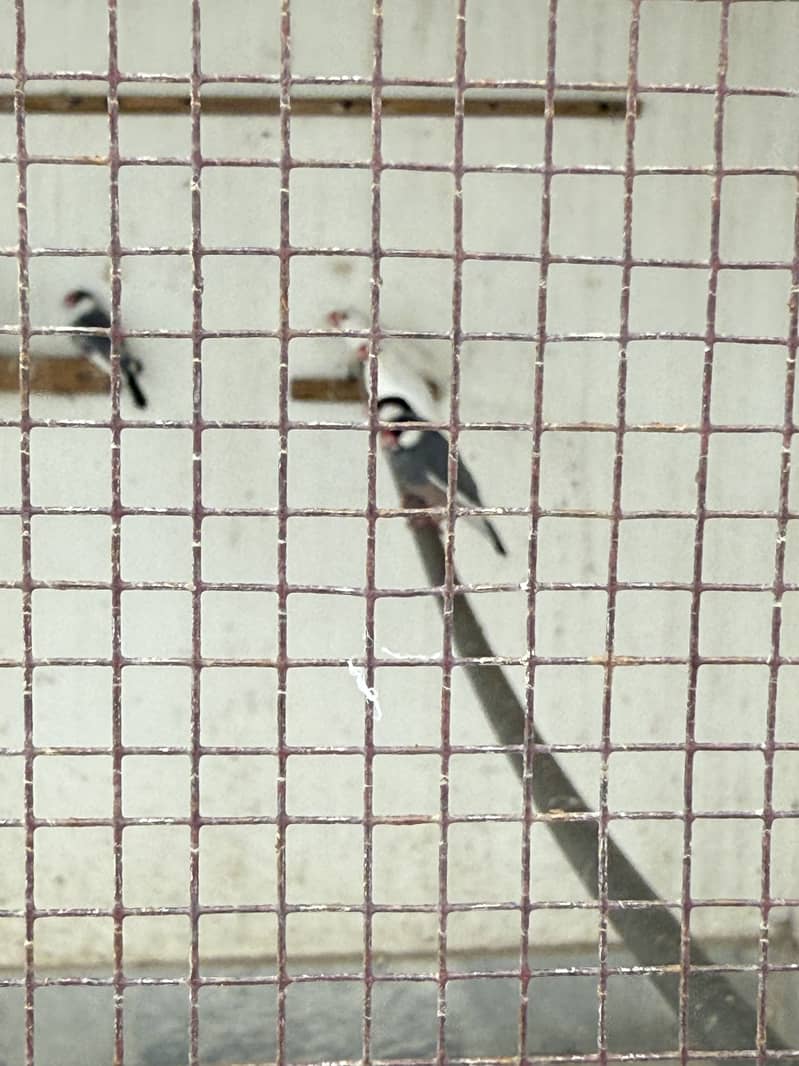 Java pair for sale 3