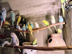 beautiful and sharp colour budgies and love birds