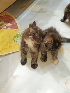 Persian cat baby Price 9000