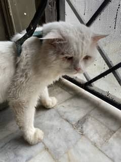 Cat for sale