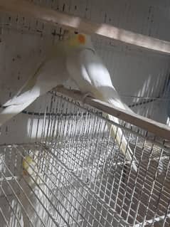 Cream