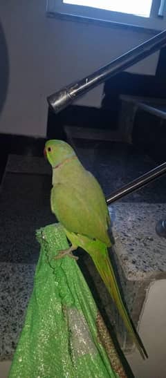 Parrot Jodi