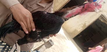 Sindhi