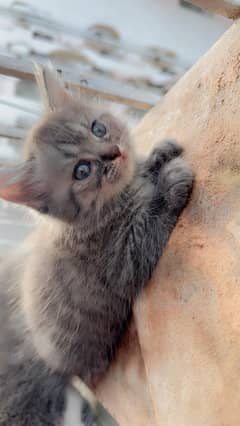 Persian kittens