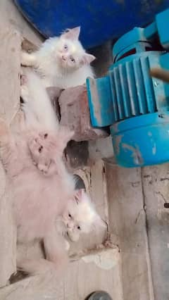 Persian kitten | Cats | Male kittens | High Quality | Available