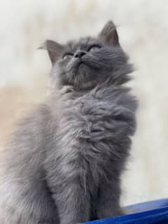 Persian kitten. Triple coated