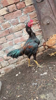 Pure Burmi Pathay