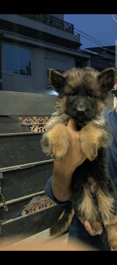 German shepherd long coat