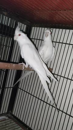 Birds